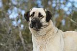 KANGAL 035
